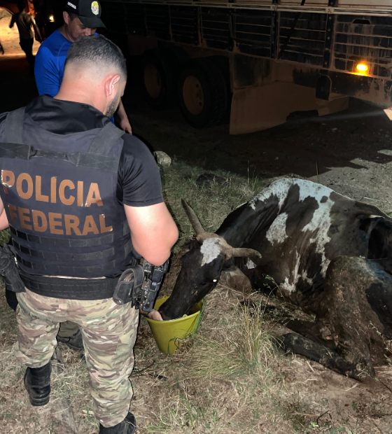 Ação resgata rebanho criado ilegalmente em terra dos Apyterewas