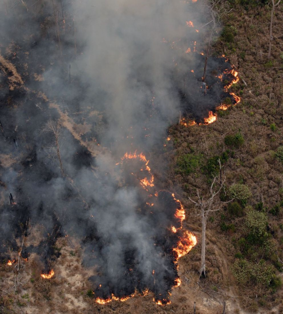 Estudo aponta que 99 por cento dos incêndios no país são por ação humana