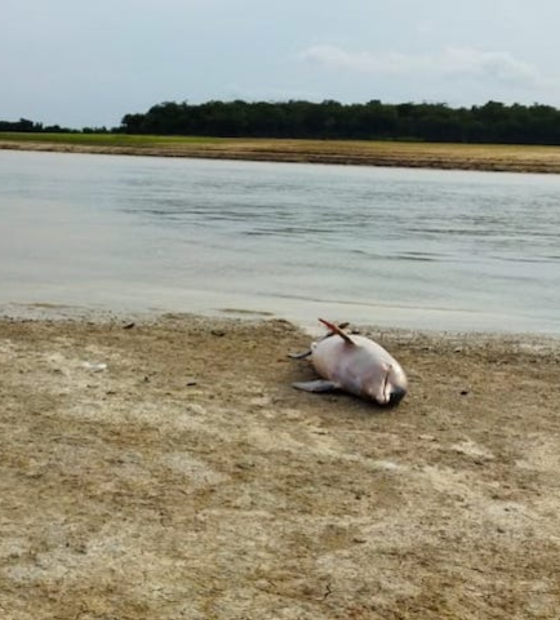 Estadão: Por que os botos estão morrendo na Amazônia?