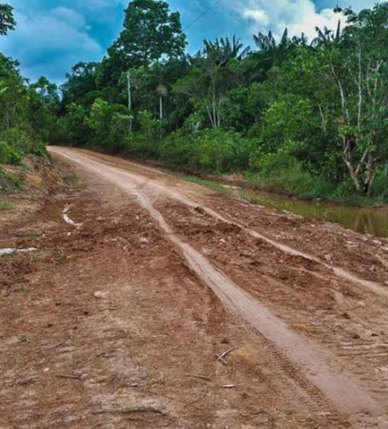 Pavimentação da BR-319 na Amazônia afeta áreas preservadas