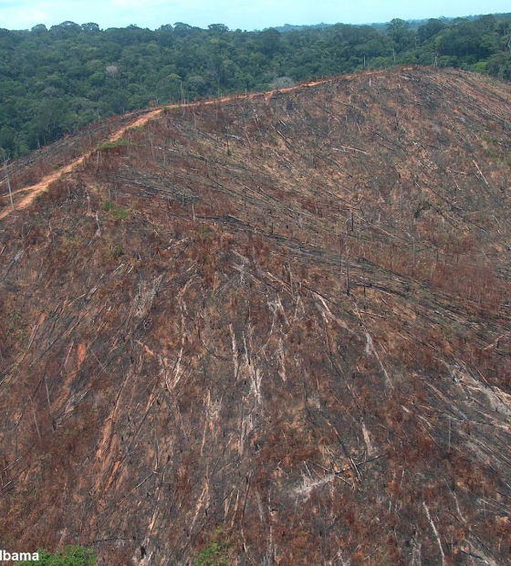 Crise climática e incêndios podem acelerar savanização da Amazônia