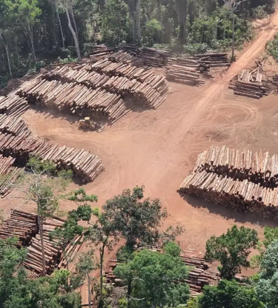 Amazônia devastada: área de extração ilegal de madeira cresce 19 por cento em um ano.