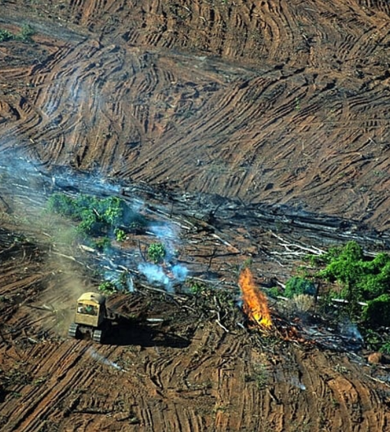 Acusados de desmatamento na Amazônia são multados em R$89 milhões