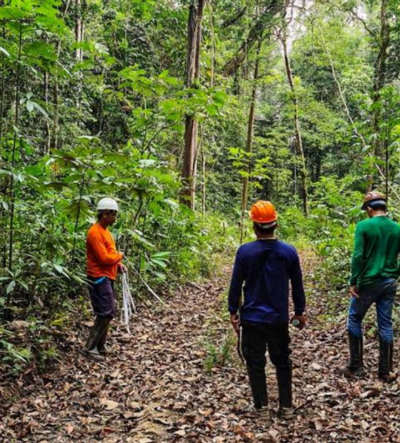 Novo Parque Estadual das Árvores Gigantes é criado no Pará