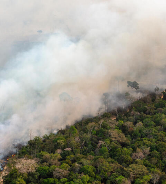 Pará registra 57 por cento do desmatamento na Amazônia em setembro, afirma estudo.