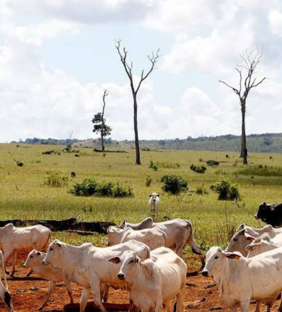 JBS comprou 1,2 mil cabeças de gado de área desmatada na Amazônia