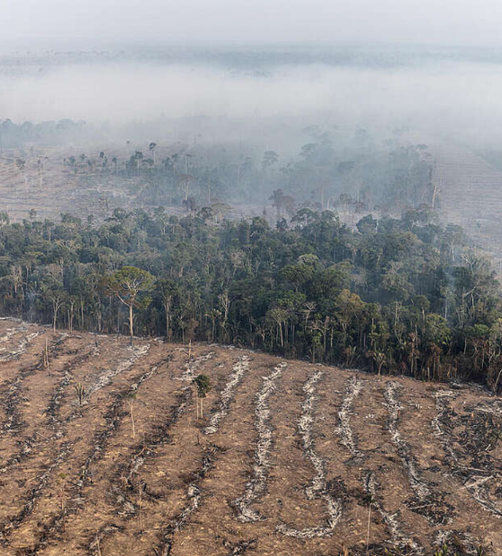 Desmatamento é o menor desde 2014 na Amazônia, aponta estudo.