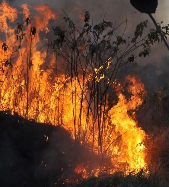 Pará lidera número de focos de incêndio na Amazônia 