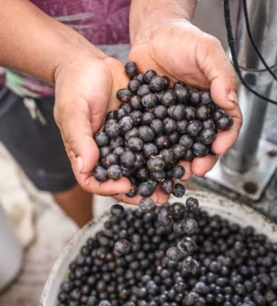 Caroço do açaí: veja benefícios para combate do diabetes e obesidade