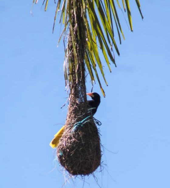 Aves amazônicas passam a fazer ninhos com plástico de poluição