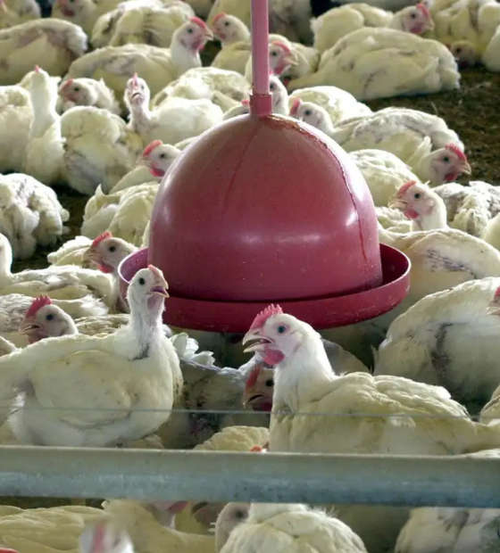 Gripe aviária no Brasil: China, UE e Argentina suspendem compra de frango brasileiro.