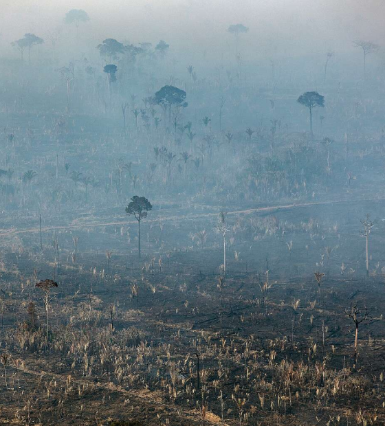 Amazônia registra aumento em 92 por cento de desmatamento em maio