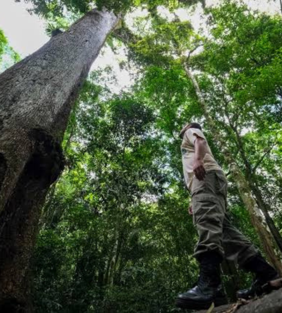 Ativistas ambientais não estão protegidos na Amazônia Legal, aponta estudo