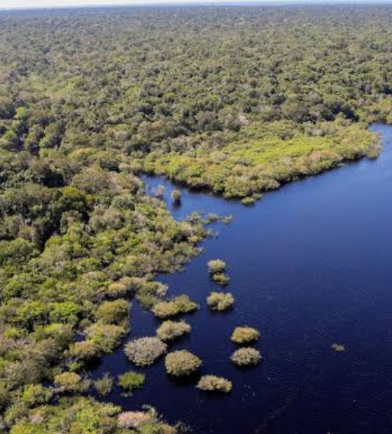 Fundo Amazônia recebe mais de 1 bilhão de reais em recursos