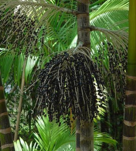 Diese indica diminuição no preço do açaí em Belém 