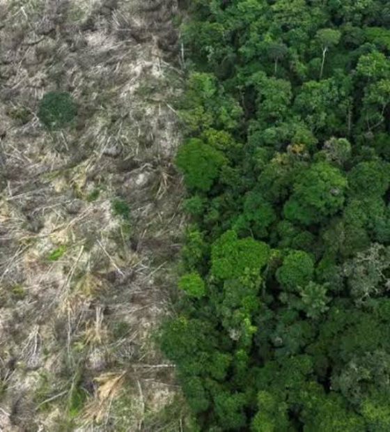 Parlamentares europeus pedem revisão da lei anti desmatamento 