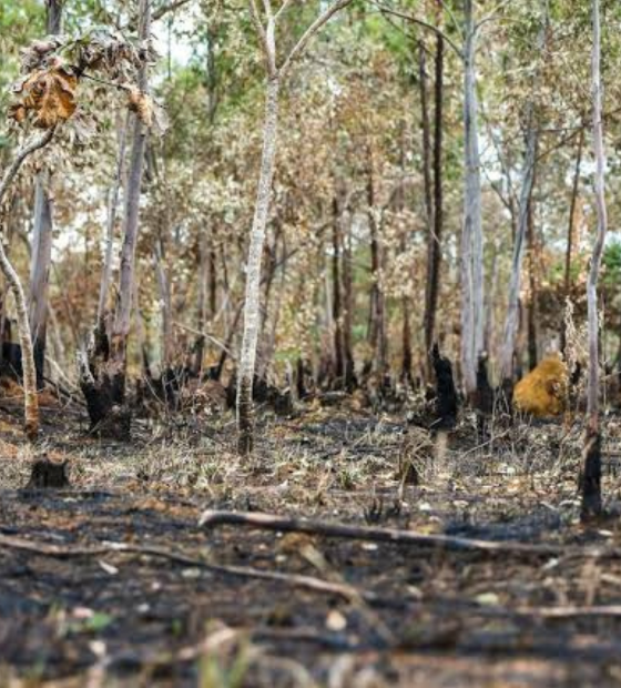 Legalização da grilagem? Especialistas temem pelo risco de projeto no Senado.