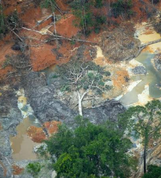 Garimpo ilegal na Amazônia: estudo mostra violação de direitos humanos na região.