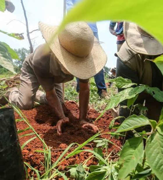Plano Estadual de Agricultura de Baixo Carbono é assinado no Pará