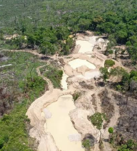 Unidade de conservação mais desmatada da Amazônia será recuperada