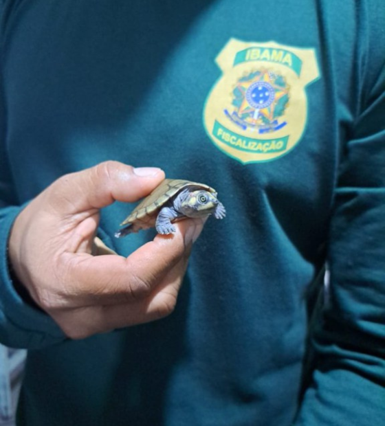 Animais silvestres vivos são interceptados nos Correios pelo Ibama em Belém 