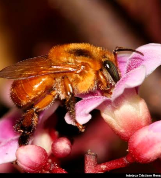 Estudo conclui que própolis de abelhas da Amazônia cicatriza mais que pomadas comerciais