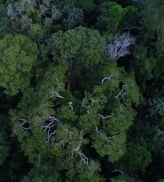 Madeireiros ilegais lucram com projetos de créditos de carbono na Amazônia