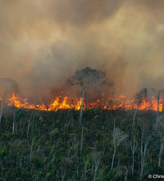Taxa de desmatamento na Amazônia aumenta no primeiro semestre de 2025
