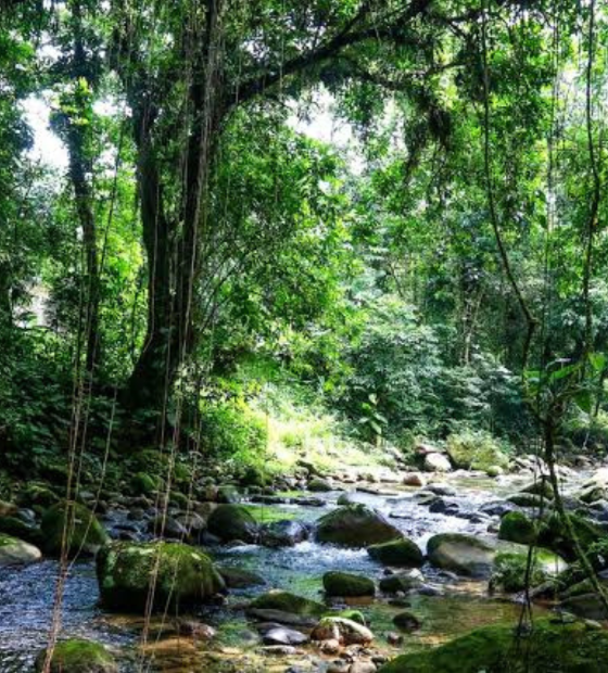 PL do licenciamento ameaça a mata atlântica brasileira, afirmam empresários e ambientalistas
