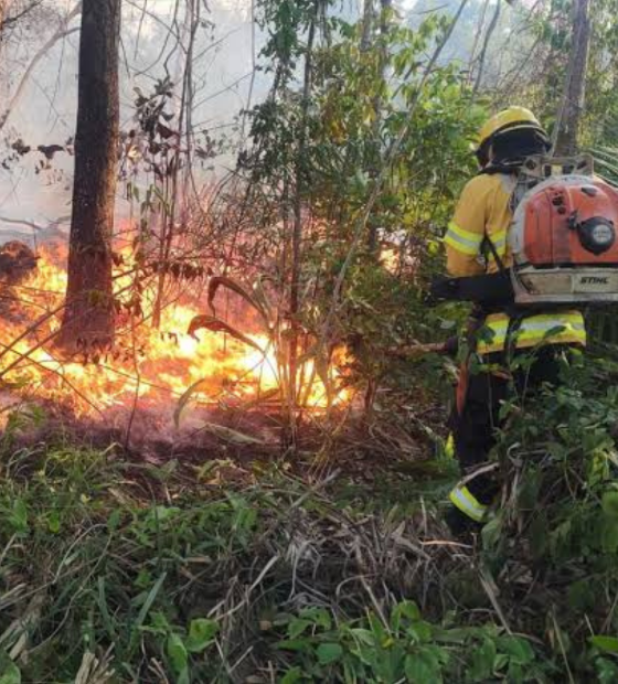 Governo estadual lança programa Pará sem Fogo para controle de focos de calor na região 
