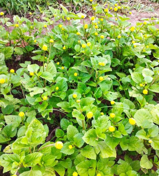 No ano da COP, o jambu é a aposta para pratos típicos, cosméticos e bebidas alcóolicas