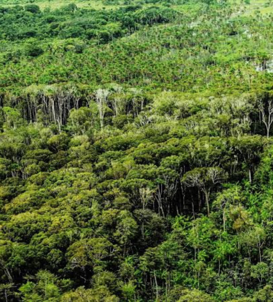 Pará registra diminuição em 55 por cento no desmatamento