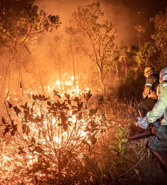Desmatamento na Amazônia cresce em 4 por cento no último ano