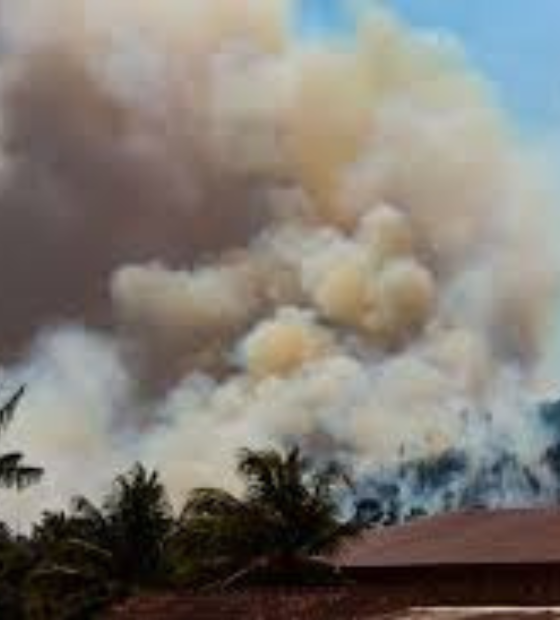 Focos de queimadas diminuem 74 por cento no Pará