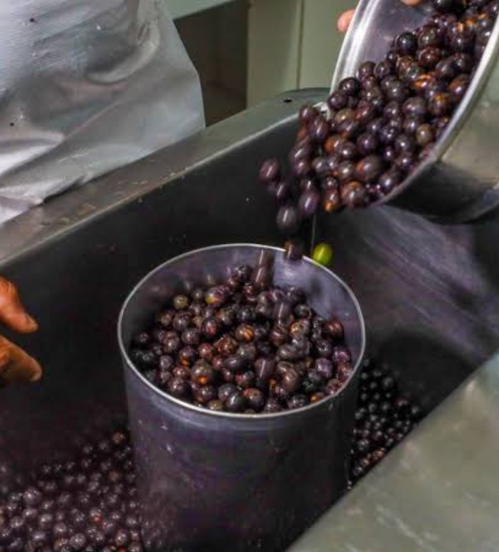 Caroço de açaí vira combustível industrial no Pará
