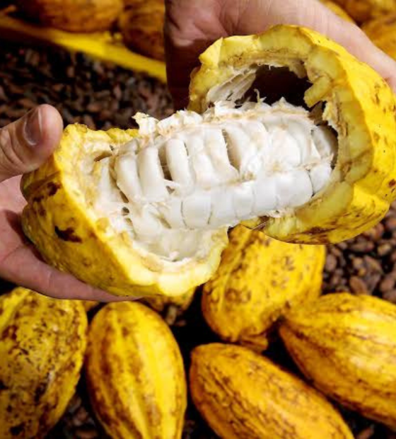 Tarifaço de Trump impacta mais de 5 mil negócios na Amazônia, afirma estudo