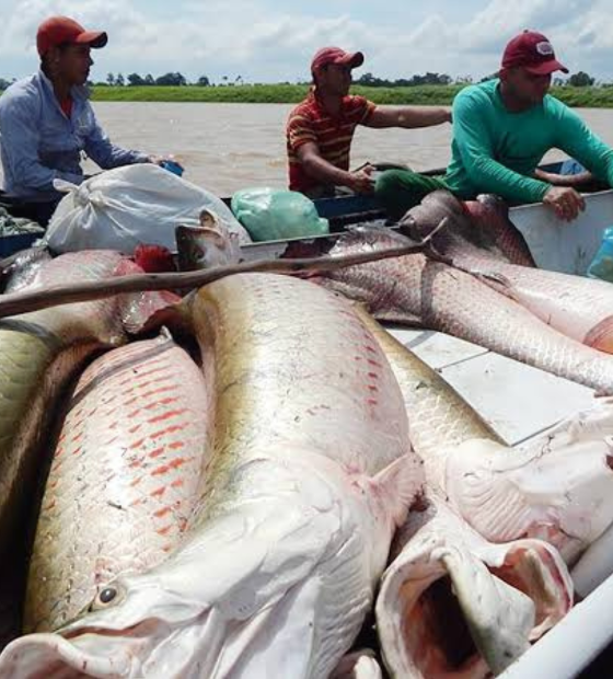 Pele do piraracu vale muito no mercado, mas lucro não chega aos pescadores da Amazônia 