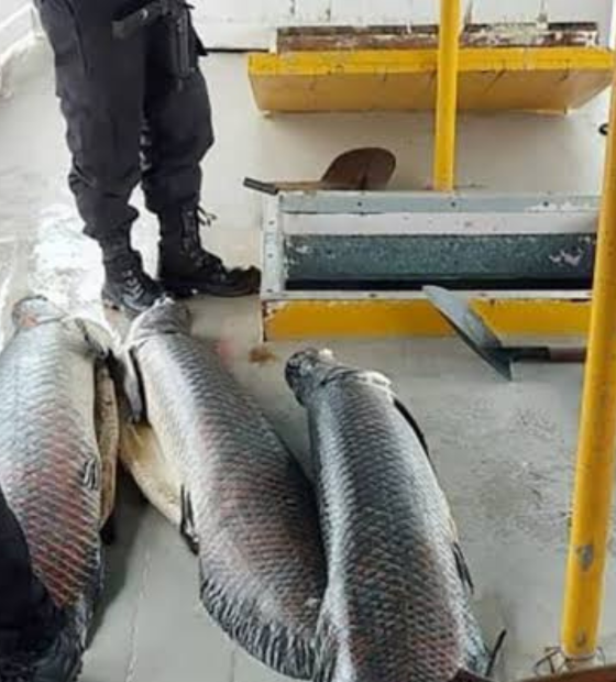 Tráfico na Amazônia: criminosos usam pirarucu para esconder drogas.