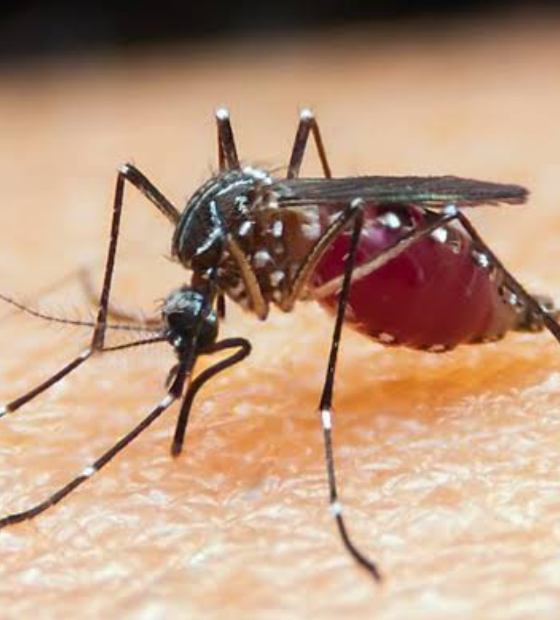 Estudo mostra que aumento de desmatamento na Amazônia causa maior risco de malária 