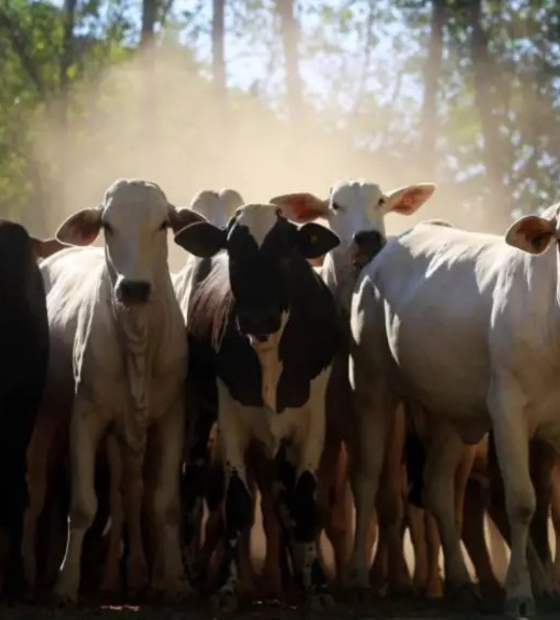 Pará é o maior exportador brasileiro de gado bovino em pé