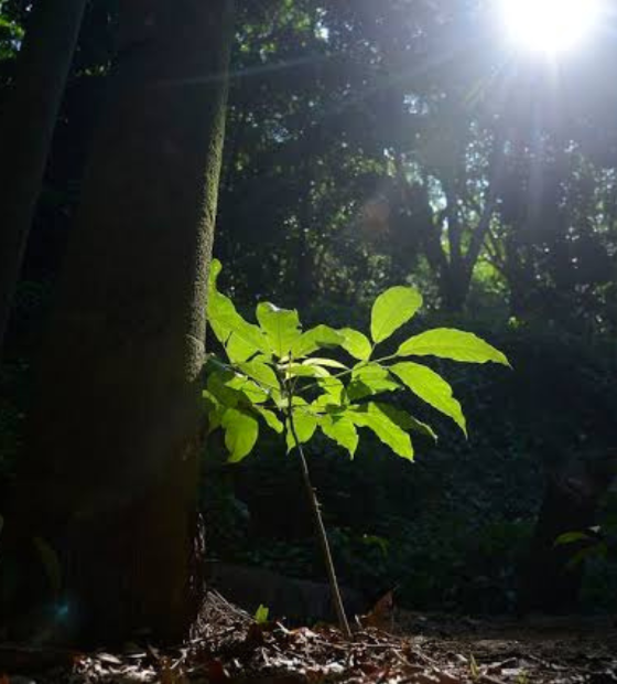 Setores público e privado disputam projetos de crédito de carbono na Amazônia
