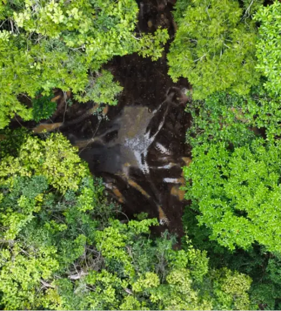 No dia da Amazônia, unidades de conservação geram renda e bioeconomia no Pará