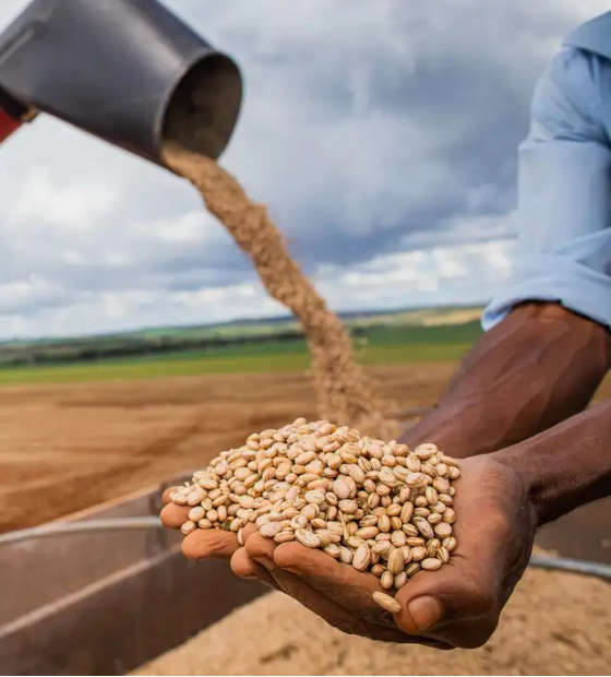 Ministério da Agricultura alerta para impactos do fim da moratória da soja nas exportações 