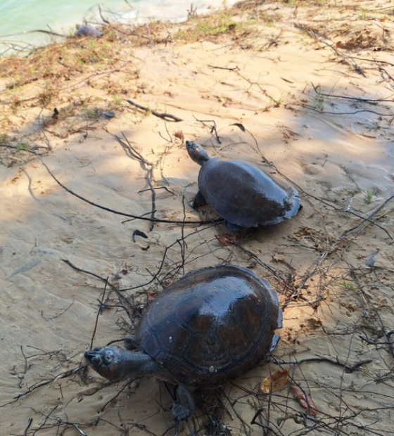 Ibama resgata quelônios no Pará e atua no combate à caça ilegal