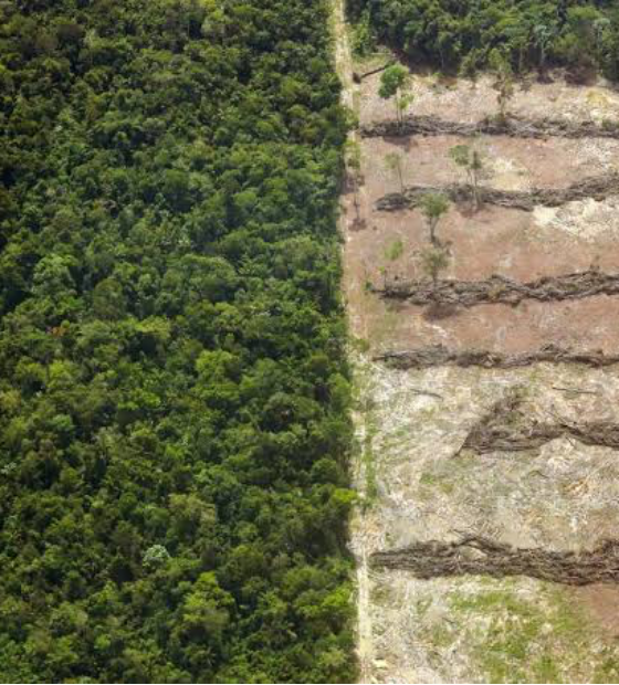 Pará registra menor índice de alertas de desmatamento em agosto