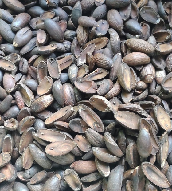 Puxiri cultivado em Tomé Açú ganha a alta gastronomia brasileira