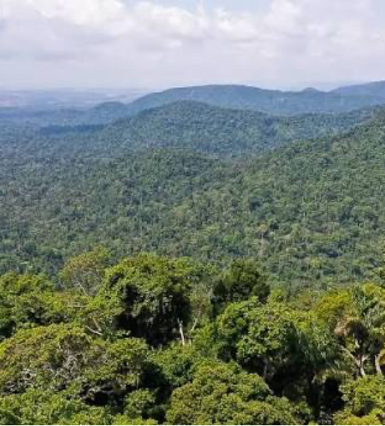 Estudo mostra redução no desmatamento em áreas protegidas da Amazônia 