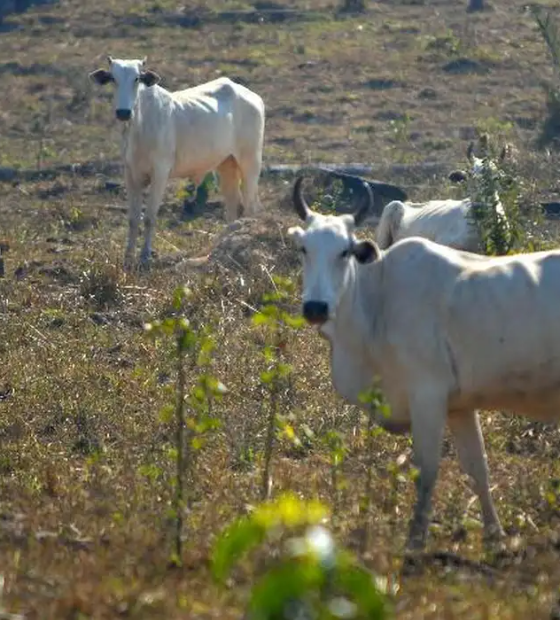 Plano sobre o clima para Agricultura e Pecuária desagrada representantes do setor, que pedem revisão da proposta