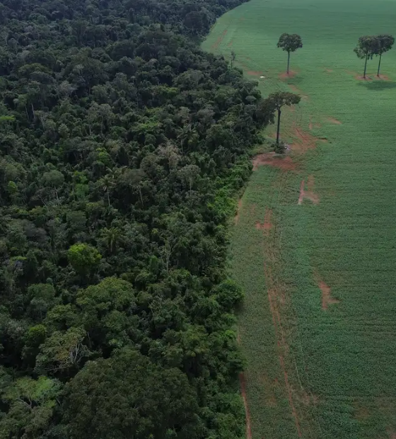 Relatório aponta participação do Brasil em quase metade da devastação de florestas tropicais 