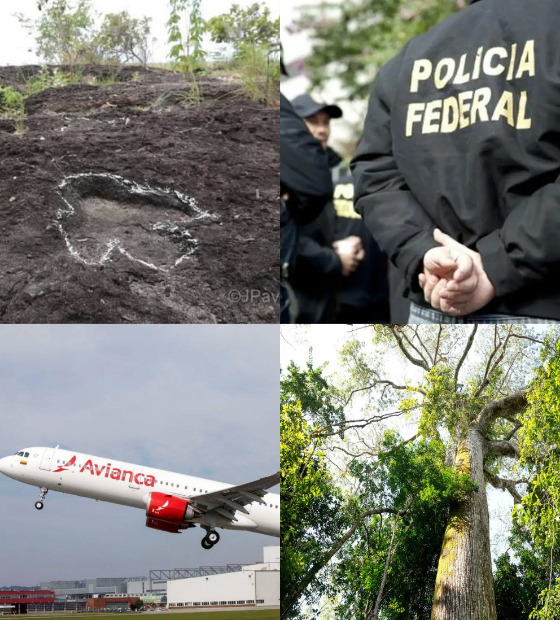 Giro d’O Amazônico: Dinossauros na Amazônia. Preparativos para a COP e mais. Leia aqui.